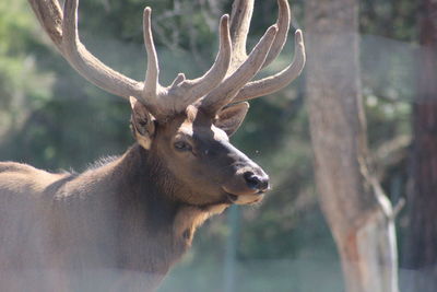 Close-up of deer