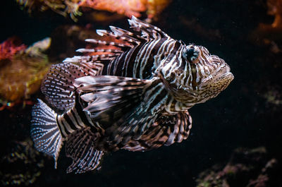 Close-up of zebra turkeyfish swimming in sea