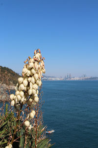 Sea against clear blue sky