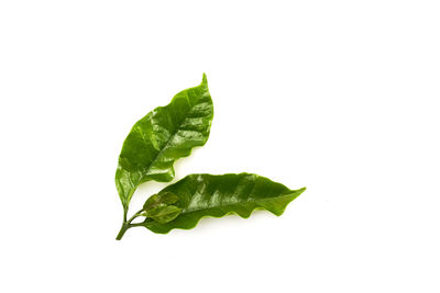 Close-up of leaf on white background