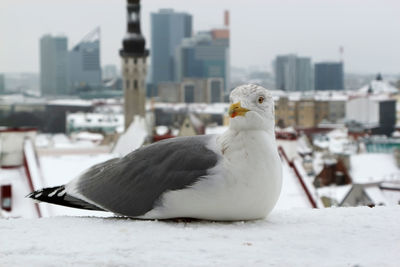 Close-up of seagull perching on snow