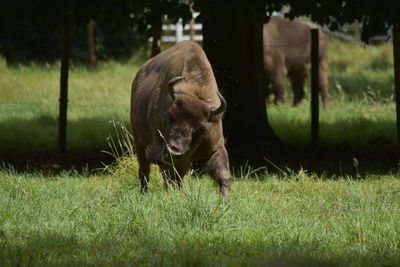 Horse grazing in field