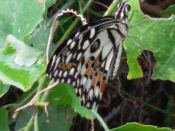 insect
