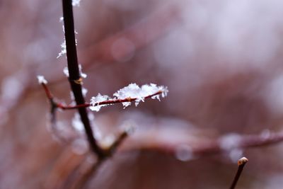 Close-up of frozen plant during winter