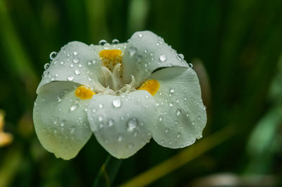 Close-up of wet white flowering plant