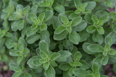 Full frame shot of fresh green leaves