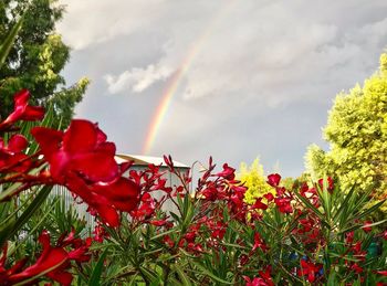 Close-up of rainbow over plants against sky