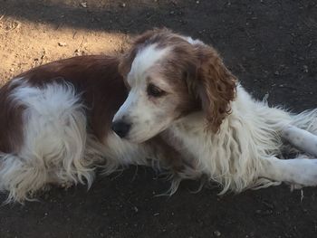 Close-up of dog sitting outdoors