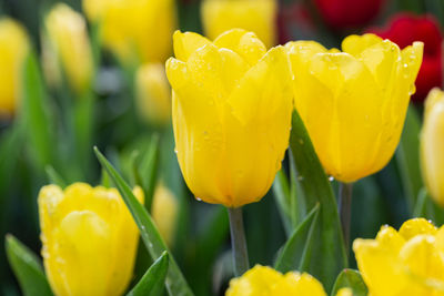 Close-up of yellow tulip