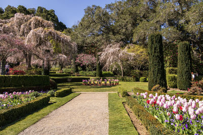 View of flowering plants in park