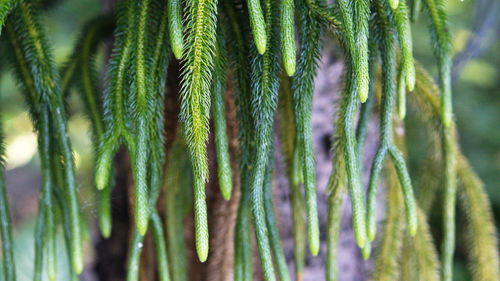 Full frame shot of plants