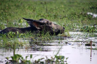 High angle view of water buffalo swimming in lake