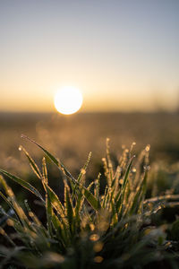 Scenic view of field against clear sky during sunset