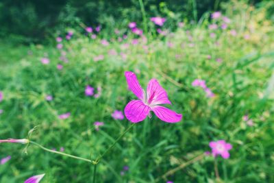 Close-up of pink flowering plant on field