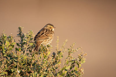 Close-up of bird sparrow perching on a plant