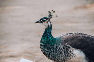 Close-up of peacock