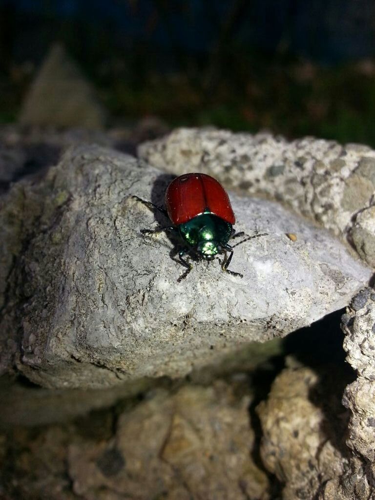 insect, one animal, animal themes, animals in the wild, wildlife, red, close-up, selective focus, rock - object, textured, day, nature, focus on foreground, outdoors, ladybug, no people, full length, high angle view, animal wing, butterfly