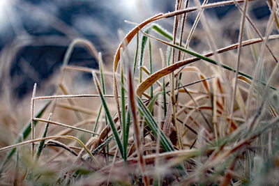 Close-up of dry grass on field