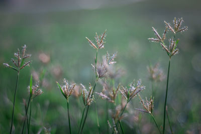 Close-up of flowering plants on field