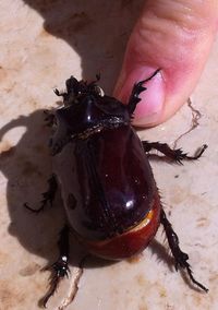 Close-up of insect on hand