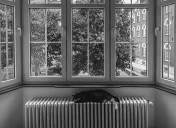 Cat looking through window