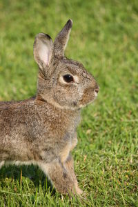 Close-up of rabbit on field