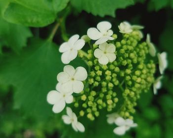 Close-up of white flowering plant