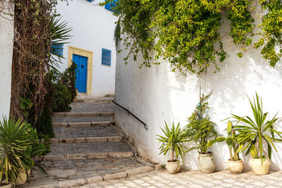 Potted plant against building