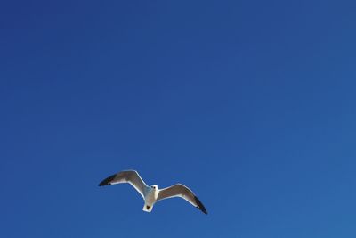 Low angle view of seagull flying in sky