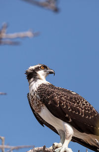 Osprey bird of prey pandion haliaetus perches on a tree at clam pass in naples, florida