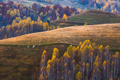 Scenic view of pine trees on field during autumn