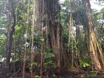 Low angle view of bamboo trees in forest