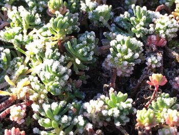 Close-up of cactus plant