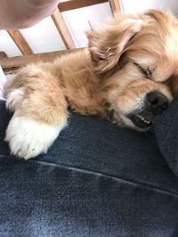 Close-up of dog sleeping