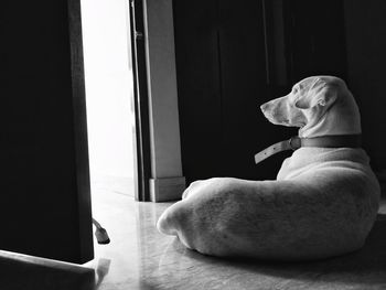 Man looking at dog sitting at home