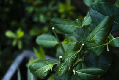 Close-up of wet plant leaves