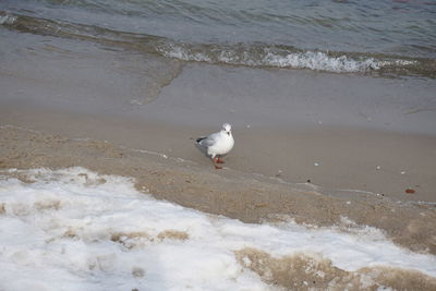Seagull on beach