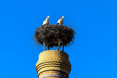 Low angle view of birds perching on nest