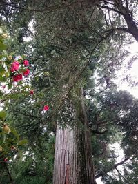 Low angle view of flower tree against sky