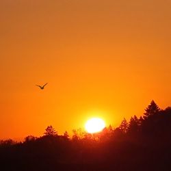 Silhouette of bird flying in sky during sunset