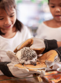 Cropped hands giving hedgehog to girl