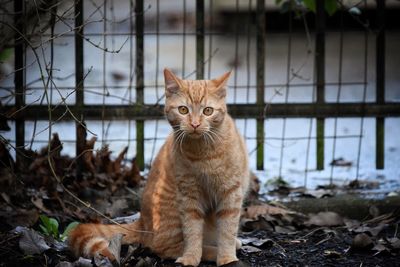 Portrait of cat sitting outdoors