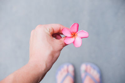 Close-up of hand holding pink flowering plant