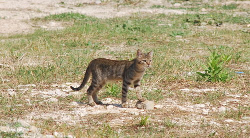 Cat standing on land