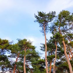 Low angle view of trees against sky