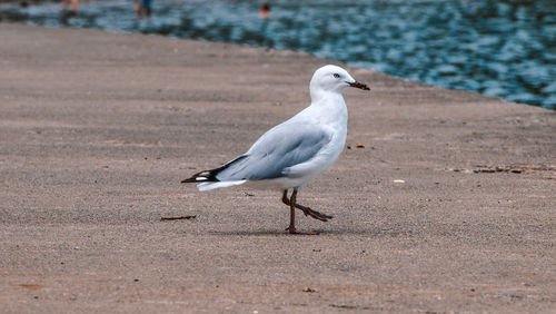 Seagull perching on a land