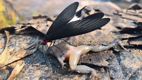 Close-up of butterfly on leaves