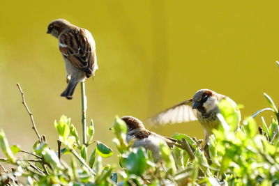 Bird perching on a plant