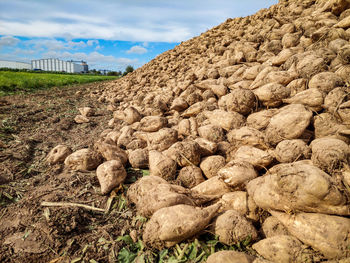 Sugar beet harvested in the field