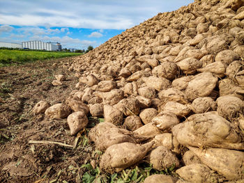 Scenic view of rocks on field against sky